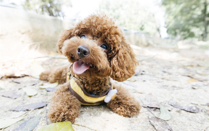 brown poodle, puppy, curly dog, pet, 4k, cute dog, poodle