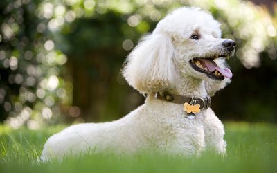 white poodle, curly dog, cute animals, grass, white dog, pets, poodles, 4k