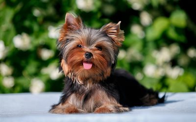 ヨークシャー-テリア, 4k, 小さな子犬, ペット, 装飾犬, かわいい犬