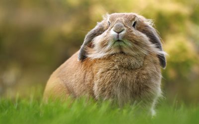 tavşan, 4k, sevimli hayvanlar, hayvanlar, pofuduk tavşan
