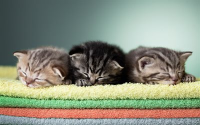 Scottish Fold Kittens, 4k, pets, Scottish Fold, kittens cute animals, cats, Scottish Fold Cat