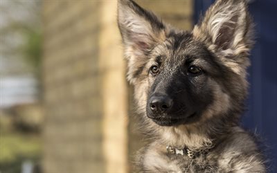 German Shepherd Dog, puppy, 4k, portrait, cute animals, dogs