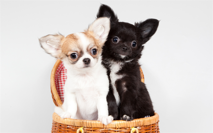 Chihuahua, cute little dogs, pets, yin and yang, friends, dogs, friendship concepts