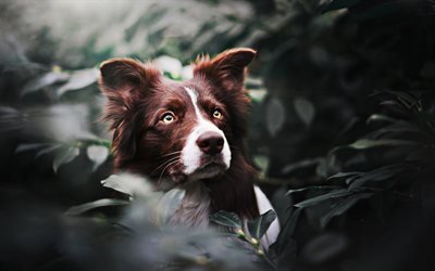Brown Collie de la Frontera, close-up, bokeh, animales lindos, marr&#243;n del perro, mascotas, border collie, perros Border Collie Perro