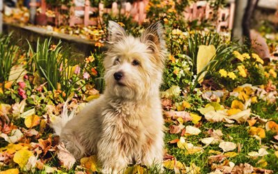 Westie, outono, West Highland White Terrier C&#227;o, HDR, branco Westie, animais fofos, animais de estima&#231;&#227;o, Westy C&#227;o, cachorros, West Highland White Terrier
