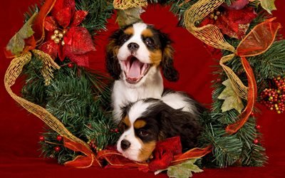 Cavalier King Charles Spaniel, little puppies, Christmas, New Year, small dogs, pets