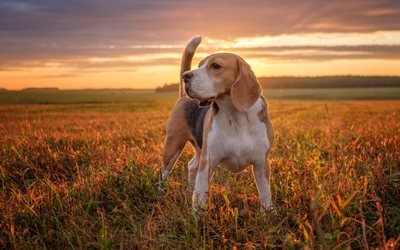 Beagle, c&#233;sped, perro de paseo, de mascotas, perros, puesta de sol, animales divertidos, Perros de raza Beagle