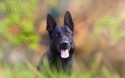 Black German Shepherd, bokeh, dog on a walk, cute animals, German Shepherd, dogs, black dog, German Shepherd Dog