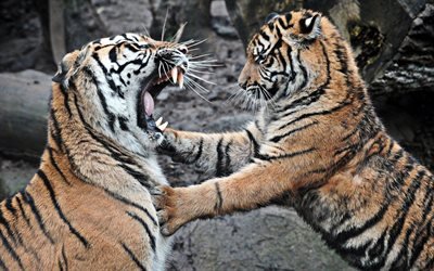 Os tigres de sumatra, predadores, tigre luta, gatos selvagens, animais perigosos, tigres