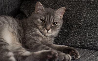 gray fluffy cat, cute animals, pets, cats, green eyes