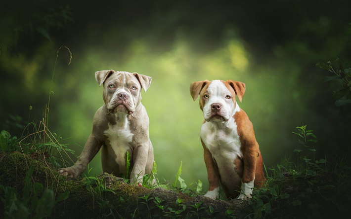 American Pit Bull Terrier, cute little puppies, forest, small dogs, pets