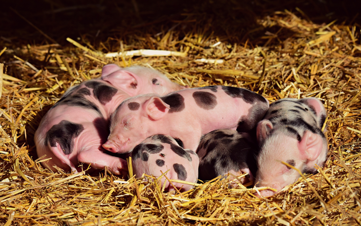 pink piglets, farm, funny little pigs, cute animals