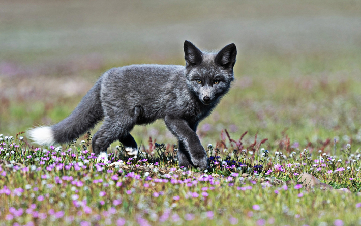 gray fox, a vida selvagem, Urocyon cinereoargenteus, bokeh, A fam&#237;lia Canidae, raposas