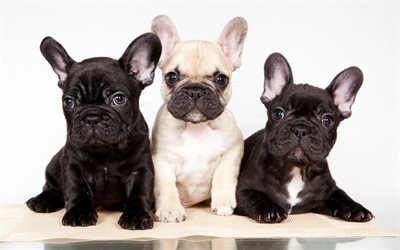 bulldogs francesi, tre cuccioli, piccoli e simpatici animali, animali domestici, cani, bulldog
