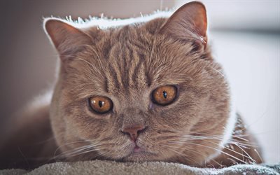 British Shorthair, un gatto con gli occhi gialli, simpatici animali, gatto grigio, animali, gatti, gatto domestico, Gatto British Shorthair