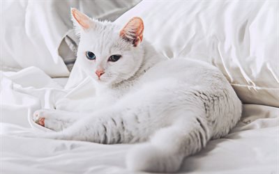 Turkkilainen Angora, heterochromia, kissat, valkoinen kissa, lemmikit, bokeh, Turkkilainen Angora Kissa