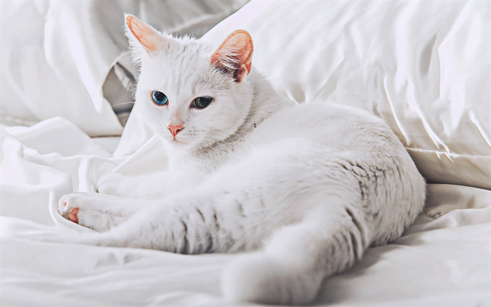 Turkish Angora, heterochromia, cats, white cat, pets, bokeh, Turkish Angora Cat