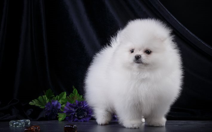 white Spitz, small dog, fluffy dogs, pets
