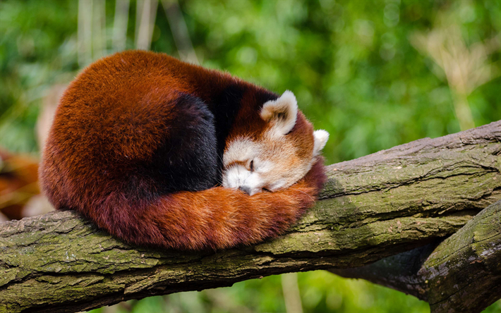 El Panda rojo, 4k, dormir panda, osos, la vida silvestre, lindo oso, pandas, Ailurus fulgens