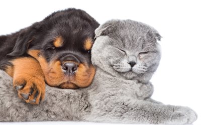 Rottweiler, British Shorthair, 4k, puppy and kitten, friendship, gray cat, pets, dogs, cats, British Shorthair Cat