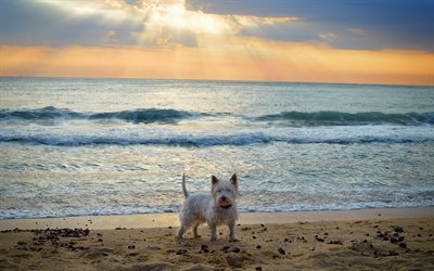 West Highland White Terrier, white curly dog, sea, sunset, coast, cute animals, dog on the beach, white puppy