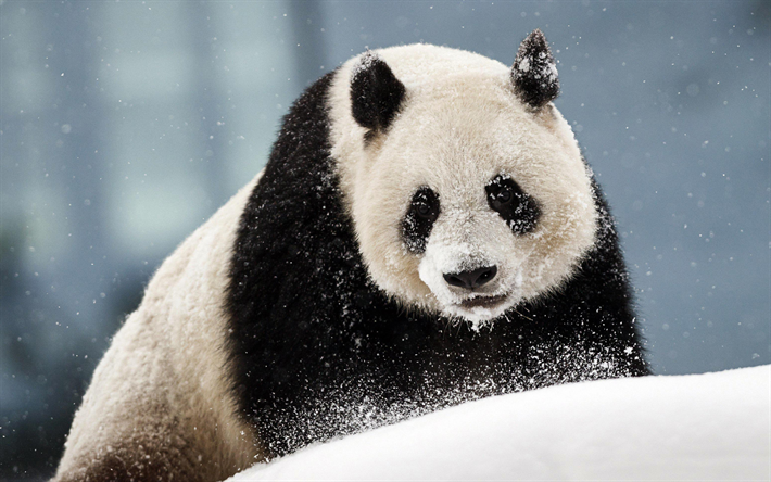 Panda, cumuli di neve, Lumi, panda Gigante, la Finlandia, zoo, panda, Ailuropoda