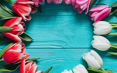 Tulipani rosa, fiore, telaio, primavera, fiori, tulipani bianchi, blu sfondo di legno