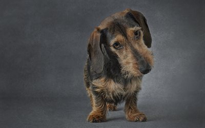 Miniature Wire Haired Dachshund, pets, dogs, cute animals, Dachshund