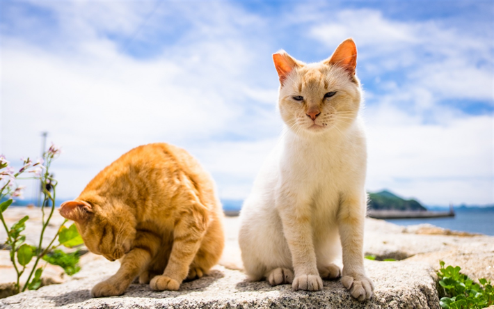 pair of cats, short-haired cats, white cat, pets, red cat, friendship concepts
