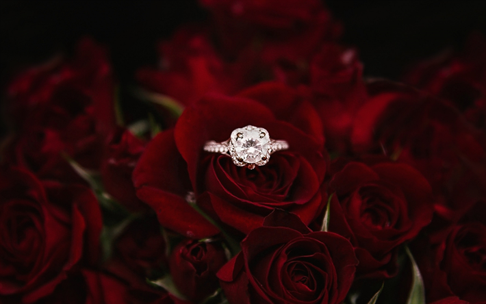 engagement ring, burgundy red roses, floral background, gem, decoration, wedding concepts