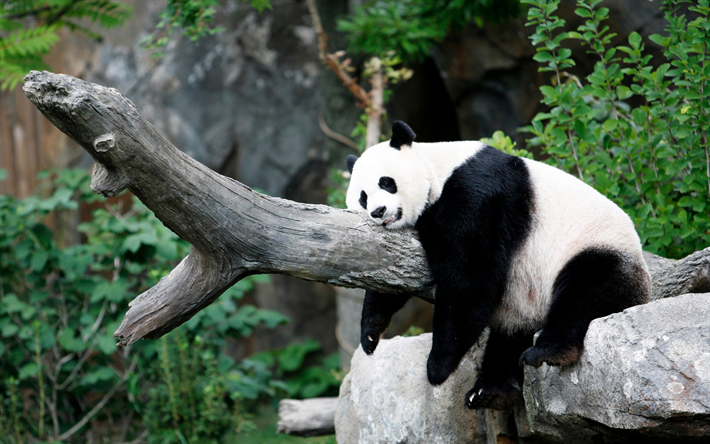 Giant panda, zoo, bears, cute bear, sleeping panda, China, Ailuropoda