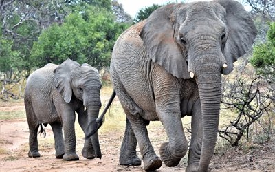 familie der elefanten, tierwelt, kleiner elefant, afrika, savanne, elefanten