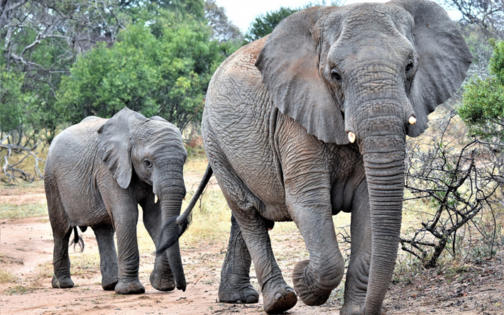 Family of elephants, wildlife, little elephant, Africa, savannah, elephants