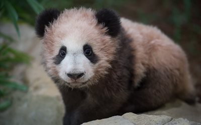 small panda, 4k, cub, pink panda, cute animals, zoo, pandas, Ailuropoda