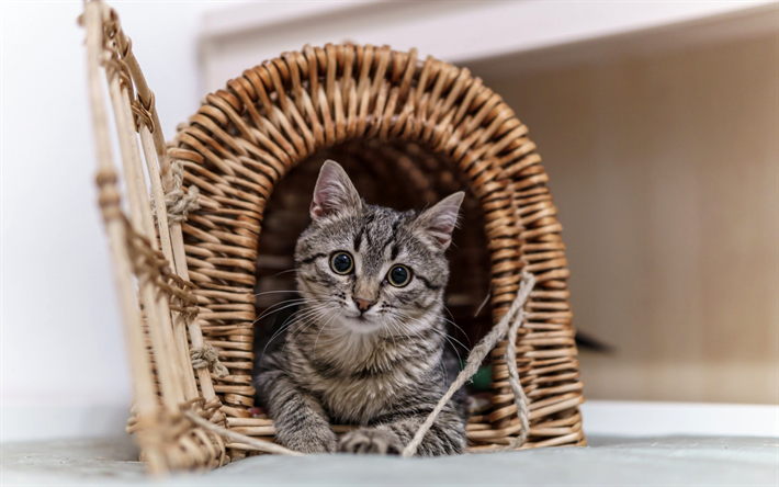 American shorthair chat, animal domestique, &#224; la maison pour le chat, gris chaton, chats, chats de races