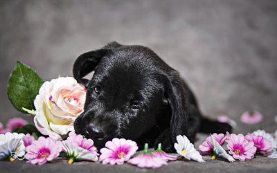 labrador preto, filhote de cachorro com flores, close-up, retriever, animais de estima&#231;&#227;o, c&#227;o preto, animais fofos, retriever preto, labradores, filhote de cachorro