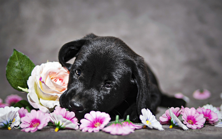 黒ラブラドール, 子犬の花, 近, リー, ペット, 黒犬, かわいい動物たち, 黒リー, labradors, 子犬