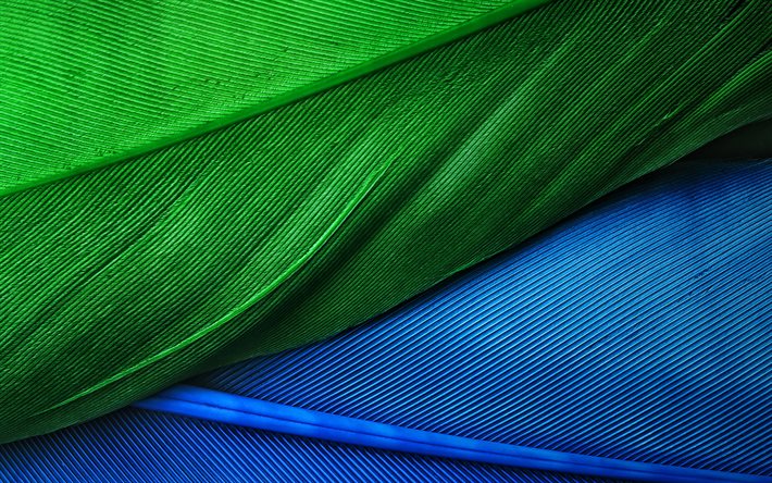 colorful feathers, macro, feathers textures, background with feathers, feathers patterns