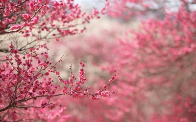 Kev&#228;t, sakura, kev&#228;&#228;n puutarha, vaaleanpunaiset kukat, cherry blossom