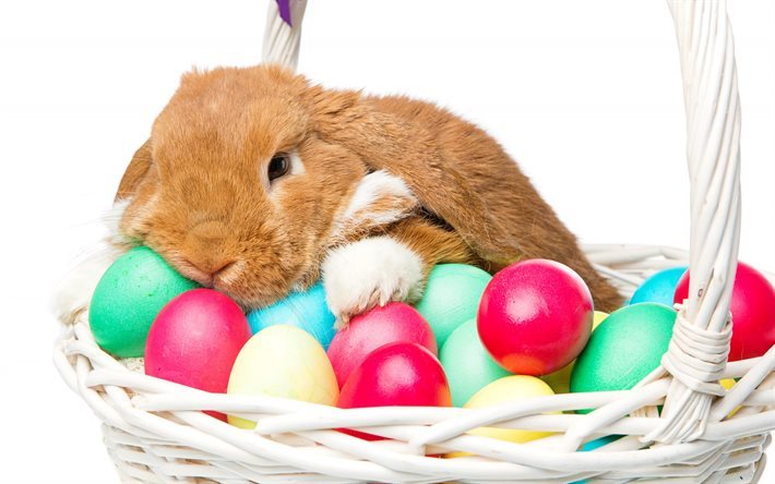 Brown rabbit, easter, cute animals, easter eggs