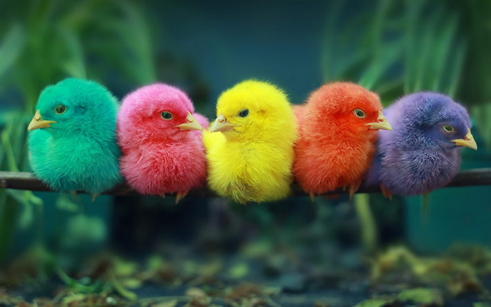 colorful chickens, chicks, rain forest, colorful birds, small birds