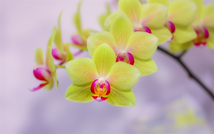 green orchids, tropical flowers, potted plants, orchids branch, beautiful flowers, orchid