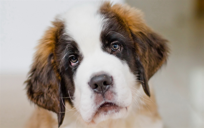 4k, Saint Bernard, muzzle, puppy, pets, dogs, cute animals, Saint Bernard Dog