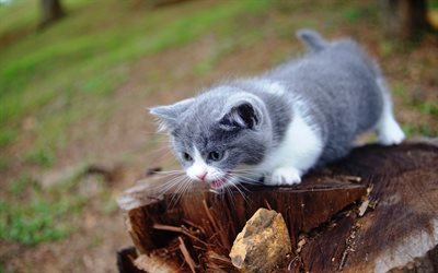 blanco gris gatito, gato peque&#241;o, animales lindos, suaves gatito, gato agresivo