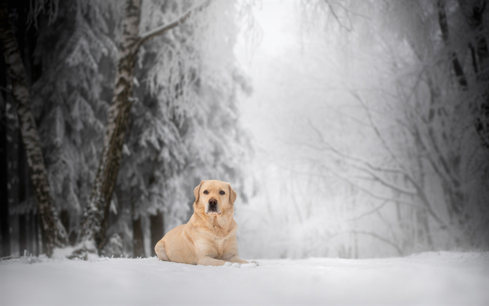 El Labrador Retriever, buen perro, perro dom&#233;stico, invierno, nieve, animales divertidos, perros grandes