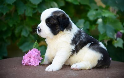 Saint Bernard, 4k, flower, puppy, pets, dogs, cute animals, Saint Bernard Dog