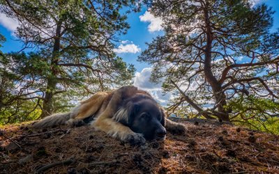 4k, Leonberger Hund, skogen, husdjur, s&#246;ta djur, hundar, fluffig hund, Leonberg