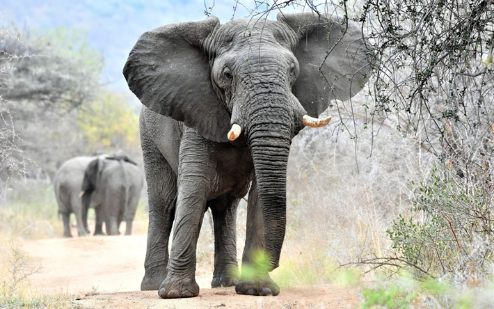 gran elefante, la vida silvestre, &#193;frica, reserva natural, gris elefante