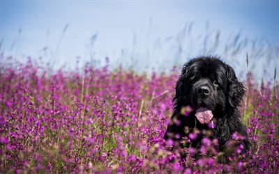 Newfoundland, 4k, dogs, lawn, funny animals, pets, black newfoundland, cute dog, Newfoundland Dog