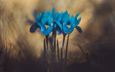 Iris, flores azuis, primavera flores silvestres, azul p&#233;talas, primavera